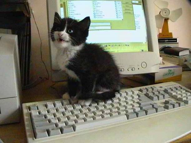 Kočka na PC
