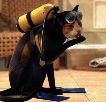Kočka - potápěč