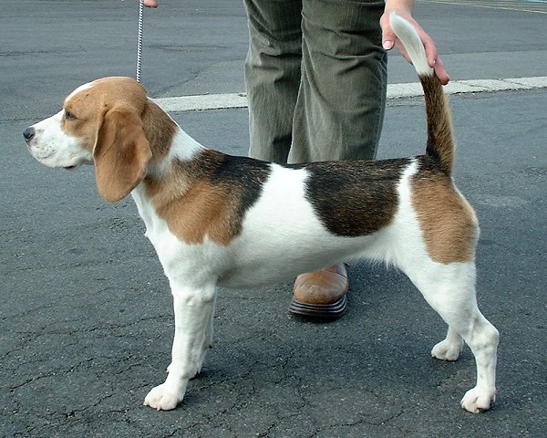Bígl - pes domácí (Wikipedie)