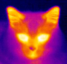infra-kočka