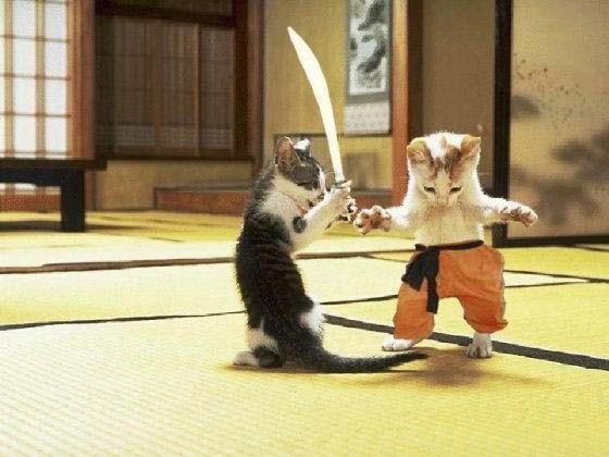Kočny ninja - myši třeste se!